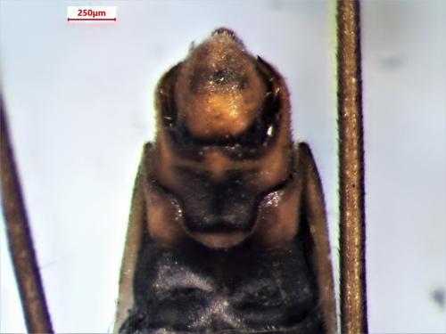 Gerris buenoi